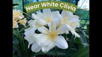 RARE Near White Clivia "Avalanche" | Bred from the Legendary Great White!