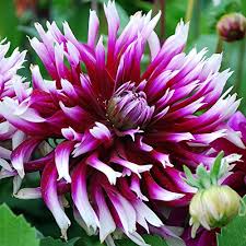 Opening for a bright and hot weekend ! Alauna Clair Obscur Cactus Dahlia 2 1 Size Tubers Buy Online In Botswana At Botswana Desertcart Com Productid 12974987