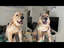 Central louisiana (aex) college station, tx. Craigslist Golden Retriever Puppies For Sale Near Me 07 2021