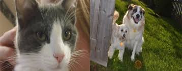 Browse through the beautiful, playful and snuggly cats and kittens available to adopt today. Pet Adoptions Belle Mead Animal Hospital Veterinary Hospital In New Jersey Belle Mead Animal Hospital In Hillsborough Nj