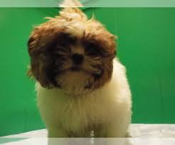 Shih tzu puppies barking and growling barking angry barking videos angry shih tzu barking sound effect barking loud. Puppyfinder Com Shih Tzu Puppies Puppies For Sale Near Me In New Jersey Usa Page 1 Displays 10
