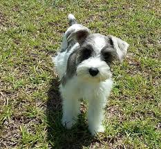 Four females and one male! Miniature Schnauzer Puppies For Sale Waterford Pa 253519