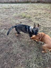 UPDATE: He's with a foster now. Found off Lakeland and Spillway. Please  help us get him home for Christmas! I can't keep him at my house so if his  owner isn't identified