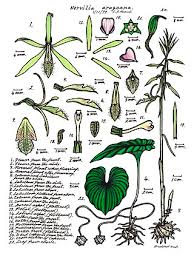 Image result for Nervilia petraea