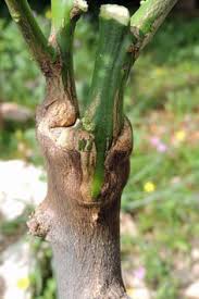 Wrap some grafting rubber around the tree to hold the bud in place and leave it for a month. Grafting Fruit Trees Grafting Fruit Trees Growing Fruit Trees How To Graft Fruit Trees