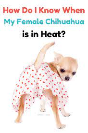 Will depends on their sex. How Do I Know When My Female Chihuahua Is In Heat Chi Pets