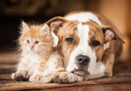 Dogs are saving the world one potentially asthmatic kid at a time. Asianet Breaking News Kerala Local News Kerala Latest News Kerala Breaking News News