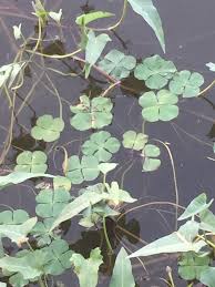 Image result for Marsilea villifolia