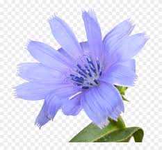 Maybe you would like to learn more about one of these? About Bach Flower Essences Natural Blue Flower Png Transparent Png 727x700 858771 Pngfind