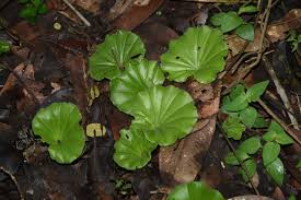 Image result for Nervilia crociformis