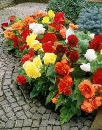 How to plant begonia bulbs, how to plant begonia tubers, how to wake begonia tubers up, how to plant begonia corms in this. Pin By El Toque De Alala On Outside Tuberous Begonia Bulb Flowers Planting Flowers