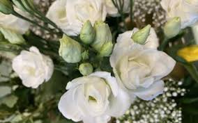 Il lisianthus appartiene alla famiglia delle gentianaceae. Novita Fiori Trieste Fiori Al Boschetto