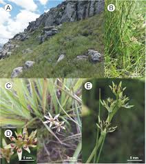 Image result for Carvalhoa campanulata