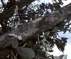 Image result for Vanwykia remota