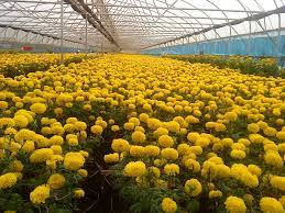 Pin On Floriculture