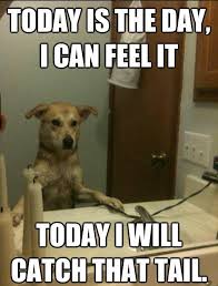 In the face of overwhelming negativity and gloom, it's a natural response to resort to gallows humor. Funny Pet Memes
