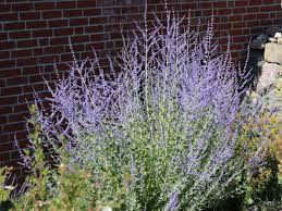 Grow russian sage to achieve a soft green color. Blauraute Blue Spire Perovskia Atriplicifolia Blue Spire Baumschule Horstmann