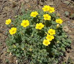 Image result for Oxalis oligotricha