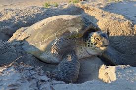 It is the only species in its genus. Sea Turtles Cape Hatteras National Seashore U S National Park Service