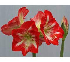 New Amaryllis Minerva 1 Bulb In A Green Nursery Pot White Flower Farm Flower Garden Plants Amaryllis