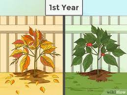 Plant as little as 1 inch apart if you have a large number of seeds and want to harvest sooner. How To Grow Ginseng With Pictures Wikihow
