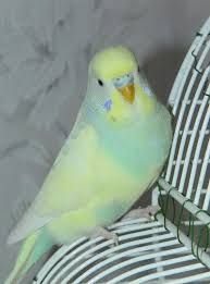 Birds for sale in adopt a pet in south africa. Impressive Quaker Parakeets As Pets Follow Pet Birds Budgies Budgies Bird