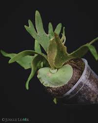 Image result for Platycerium