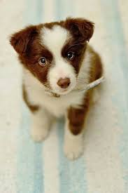 Border Collie Black And Brown Dogs Dog Bordercollie Puppy Dog Eyes Healthiest Dog Breeds Cute Animals