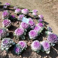 Image result for Brassicaceae