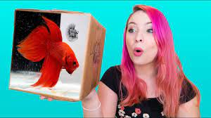 I personally keep bettas as well as other freshwater fish and shrimp and i can tell you that they're super sociable once given time to relax and learn to recognize you as the food god. Prism Betta Fish Unboxing So Excited Youtube