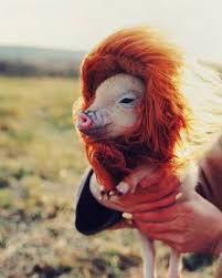 寵物豬變身扮嘢天王| on.cc 東網| LINE TODAY