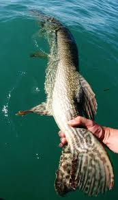 Salut à tous on se retrouve avec une toute petite compilation de record de pêche special brochet avec un petit bonus à la fin alors. Brochet Record Les 10 Plus Gros Brochets Peches En France