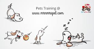 Three days of pet boarding for one or two cats at cat sitting hotels. Book An Affordable Trustworthy Dog Sitter Near You At Mrnmrspet Com Connect With 5 Star Pet Sitters Of Mr N Mrs Pet Near You Dog Training Near Me Embrace Pet Insurance Dog