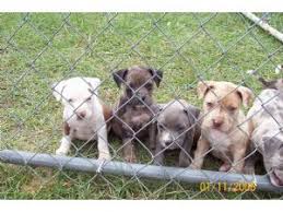 Pitbull puppies for sale are in various types, the american pit bull terriers come in many colors; American Pit Bull Terrier Puppies For Sale