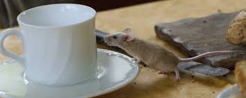 Wie viele quadratmeter hat die wohnung? Was Tun Gegen Mause Mause In Der Wohnung Wie Kann Man Mause Bekampfen