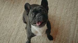 Brush your french bulldog puppy weekly using a rubber brush or rubber grooming hand to make sure all of their loose and dead hair is effectively removed. Why Do French Bulldogs Cry So Much How To Stop It Anything French Bulldog