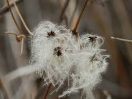 Image result for Clematis uhehensis