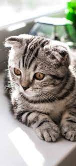 Invite your love of cats into your phone with one of these adorable free cat wallpaper backgrounds and designs. Cute Cat Wallpaper Iphone Backgrounds I Like Cats Very Much