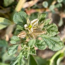 Image result for Glinus