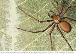 Common symptoms of spider bites include fever and rash. Spider Bites First Aid Mayo Clinic