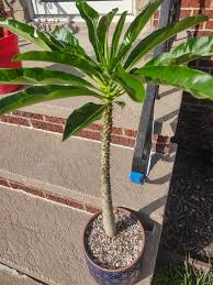 Image result for Pachycarpus firmus