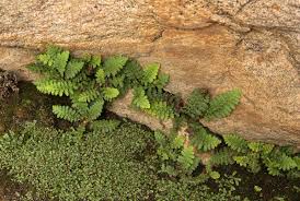 Image result for Asplenium cordatum