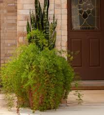 Image result for A. densiflorus Sprengeri