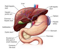 Liver Anatomy And Functions Johns Hopkins Medicine Liver Anatomy Medical Anatomy Human Anatomy And Physiology