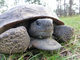 We did not find results for: Gopher Tortoise Sharons Florida