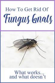 Maybe you would like to learn more about one of these? How To Get Rid Of Fungus Gnats What Works And What Doesn T So Easily Distracted