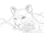 This cougar coloring pages will helps kids to focus while developing creativity, motor skills and color recognition. Pin On Free Printables