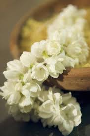 Mogra Mogra Motia Malli Chameli Just Some Names For This Tiny Flower Which Appears At The Start Of Summer And Blooms Chameli Flower Indian Flowers Flowers