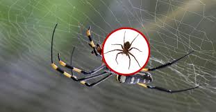 Spider Control