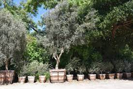 Olive trees can be thinned at any time of the year without damaging the tree. Options For Fruitless Olive Trees Sonoma Sun Sonoma Ca
